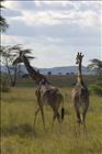 04 Giraffes